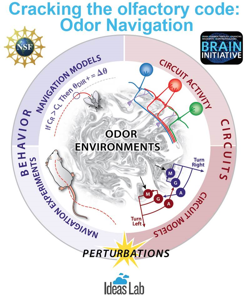 cracking the olfactory code